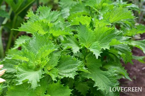 大葉植物種類|大葉（しそ）の育て方！特徴や庭・プランターでの栽。